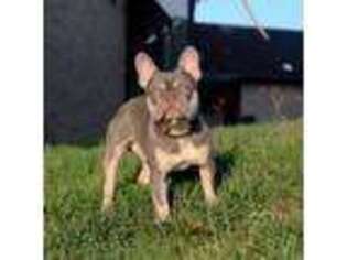 French Bulldog Puppy for sale in Herndon, VA, USA