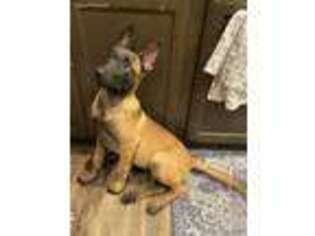 Belgian Malinois Puppy for sale in College Station, TX, USA