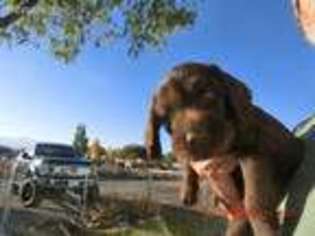 German Wirehaired Pointer Puppy for sale in Baker City, OR, USA