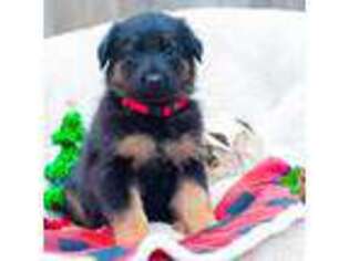 German Shepherd Dog Puppy for sale in San Marcos, TX, USA