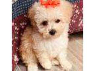 Mutt Puppy for sale in Baldwin, NY, USA