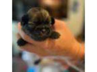 Mutt Puppy for sale in Round Rock, TX, USA