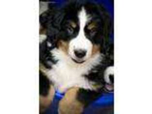 Bernese Mountain Dog Puppy for sale in Lewisburg, TN, USA