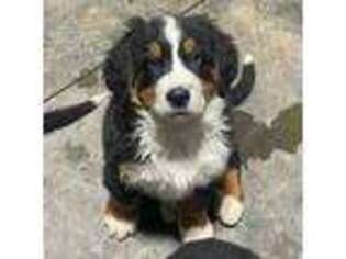 Bernese Mountain Dog Puppy for sale in Waynesville, NC, USA