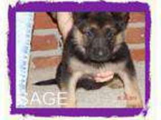 German Shepherd Dog Puppy for sale in BROWNSVILLE, TN, USA