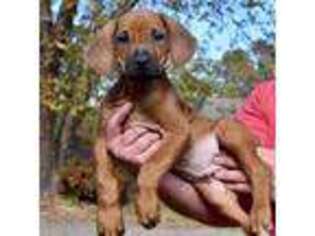 Rhodesian Ridgeback Puppy for sale in Rome, GA, USA