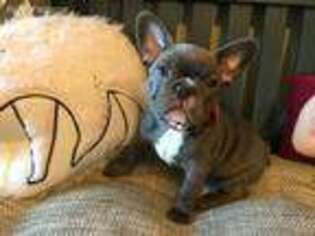 French Bulldog Puppy for sale in Fairborn, OH, USA