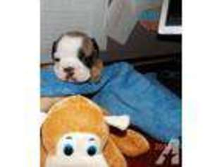 Bulldog Puppy for sale in ANAHEIM, CA, USA