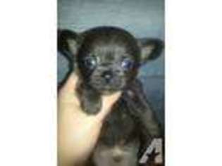 Chihuahua Puppy for sale in LOCUST GROVE, GA, USA