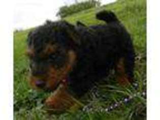 Welsh Terrier Puppy for sale in Chetopa, KS, USA