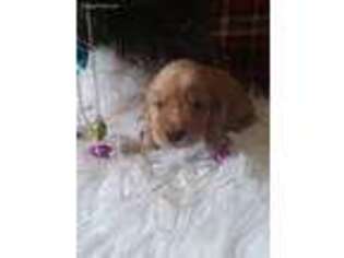 Golden Retriever Puppy for sale in Butler, MO, USA