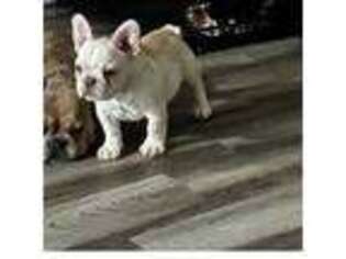 French Bulldog Puppy for sale in Reno, NV, USA