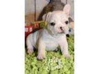 French Bulldog Puppy for sale in Kingston, OK, USA