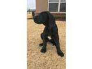 Great Dane Puppy for sale in Glenpool, OK, USA