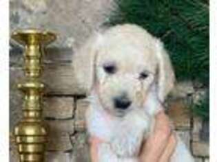 Goldendoodle Puppy for sale in Cullowhee, NC, USA