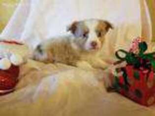 Miniature Australian Shepherd Puppy for sale in Mc Cune, KS, USA
