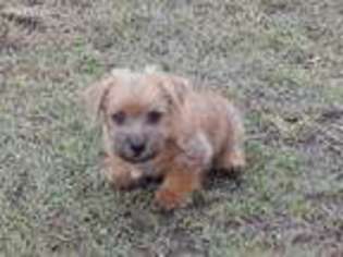 Norfolk Terrier Puppy for sale in Chicago, IL, USA