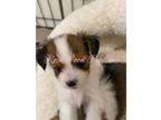 Papillon Puppy for sale in Moscow, ID, USA