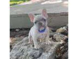 French Bulldog Puppy for sale in Wichita, KS, USA