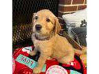 Golden Retriever Puppy for sale in Vineland, NJ, USA