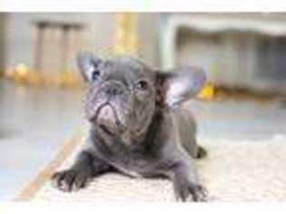 French Bulldog Puppy for sale in Clarkston, MI, USA