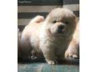 Chow Chow Puppy for sale in Nashville, TN, USA