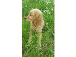 Golden Retriever Puppy for sale in Humansville, MO, USA