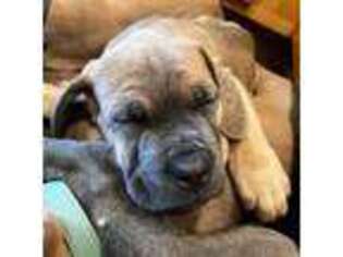 Cane Corso Puppy for sale in Fort Collins, CO, USA