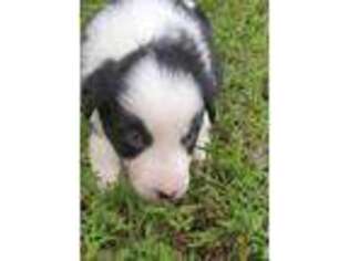 Border Collie Puppy for sale in Dayton, TN, USA
