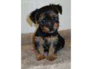 Yorkshire Terrier Puppy for sale in Northport, AL, USA