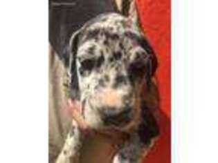 Great Dane Puppy for sale in Union Mills, NC, USA