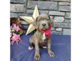 Cane Corso Puppy for sale in Grabill, IN, USA
