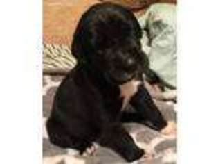 Great Dane Puppy for sale in Sweetwater, TN, USA