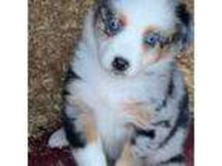 Australian Shepherd Puppy for sale in Charlottesville, VA, USA