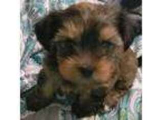 Yorkshire Terrier Puppy for sale in Dickinson, TX, USA