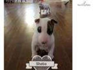 Bull Terrier Puppy for sale in Kansas City, MO, USA