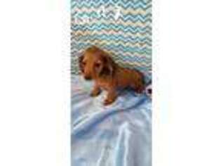 Dachshund Puppy for sale in Anderson, MO, USA