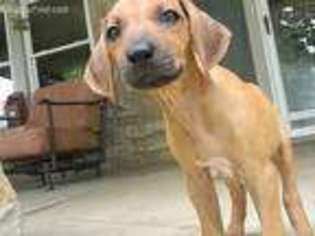 Rhodesian Ridgeback Puppy for sale in Kansas City, MO, USA