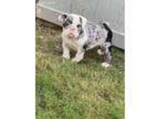 Bulldog Puppy for sale in Richardson, TX, USA