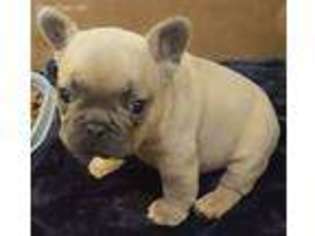 French Bulldog Puppy for sale in Armour, SD, USA