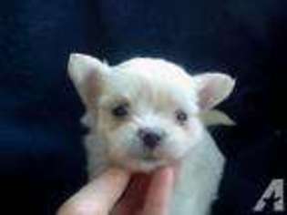 Maltese Puppy for sale in SPRING CITY, TN, USA