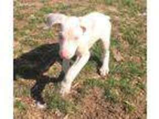 Doberman Pinscher Puppy for sale in Middlefield, CT, USA