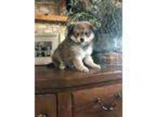 Mutt Puppy for sale in Mountain Home, AR, USA