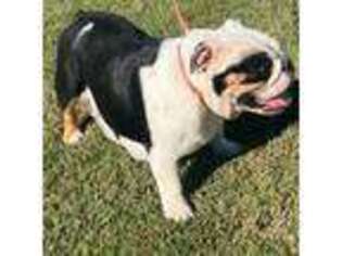 Bulldog Puppy for sale in Pineville, MO, USA