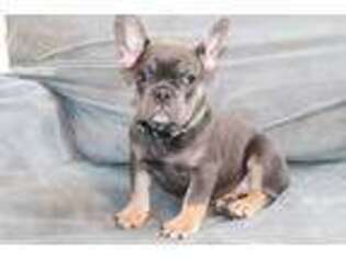 French Bulldog Puppy for sale in Hacienda Heights, CA, USA