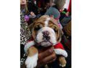Bulldog Puppy for sale in Swartz Creek, MI, USA