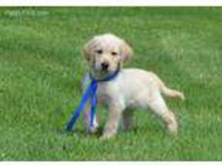 Labradoodle Puppy for sale in Vestaburg, MI, USA
