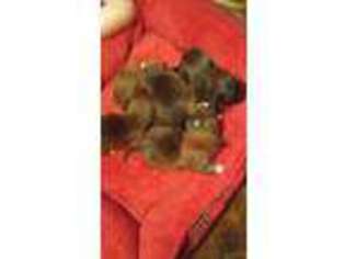 Shorkie Tzu Puppy for sale in Elgin, SC, USA