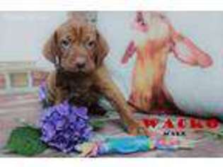 Vizsla Puppy for sale in Snellville, GA, USA