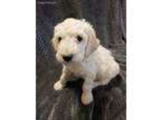 Goldendoodle Puppy for sale in Kingman, AZ, USA
